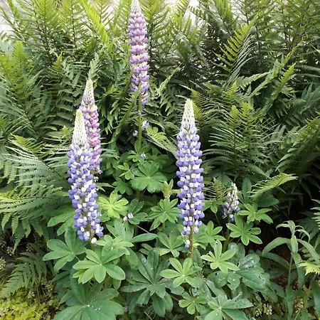 Bed & Breakfast Duc Manoir D'hotes 4*