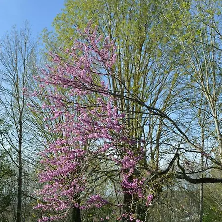 Couette-café Duc Manoir D'hôtes